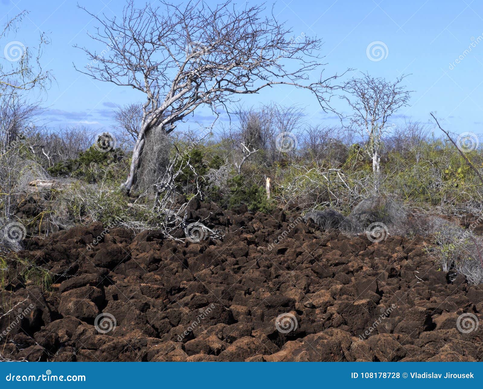 the landscape on the baltra island is made up of lava stones, galapagos, ecuador