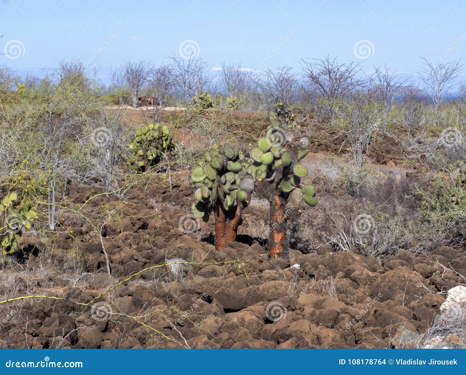 the landscape on the baltra island is made up of lava stones, galapagos, ecuador