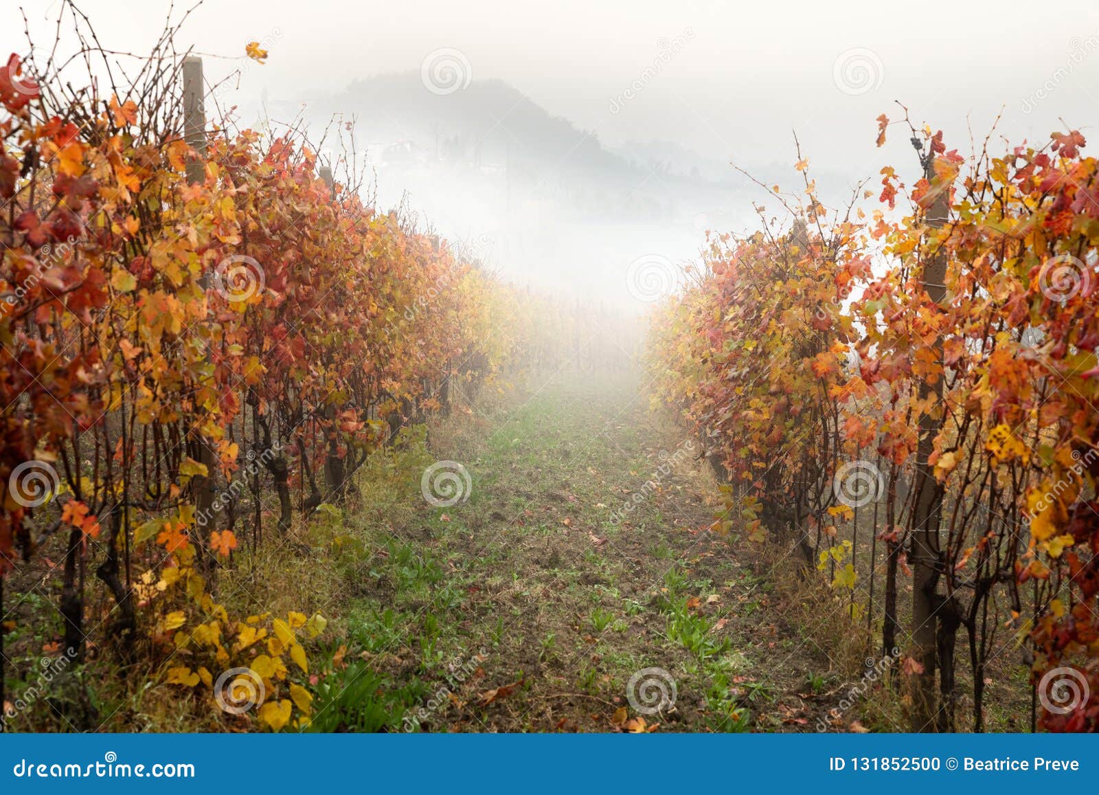 landscape of barolo wine region