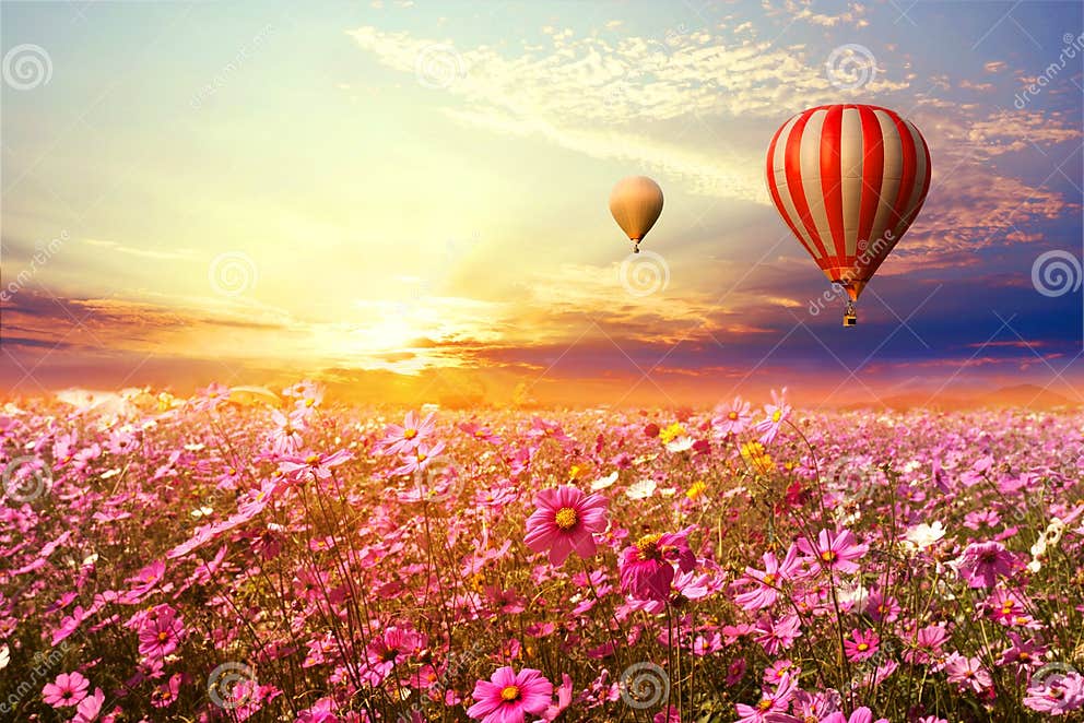 Landscape of Beautiful Cosmos Flower Field and Hot Air Balloon on Sky ...