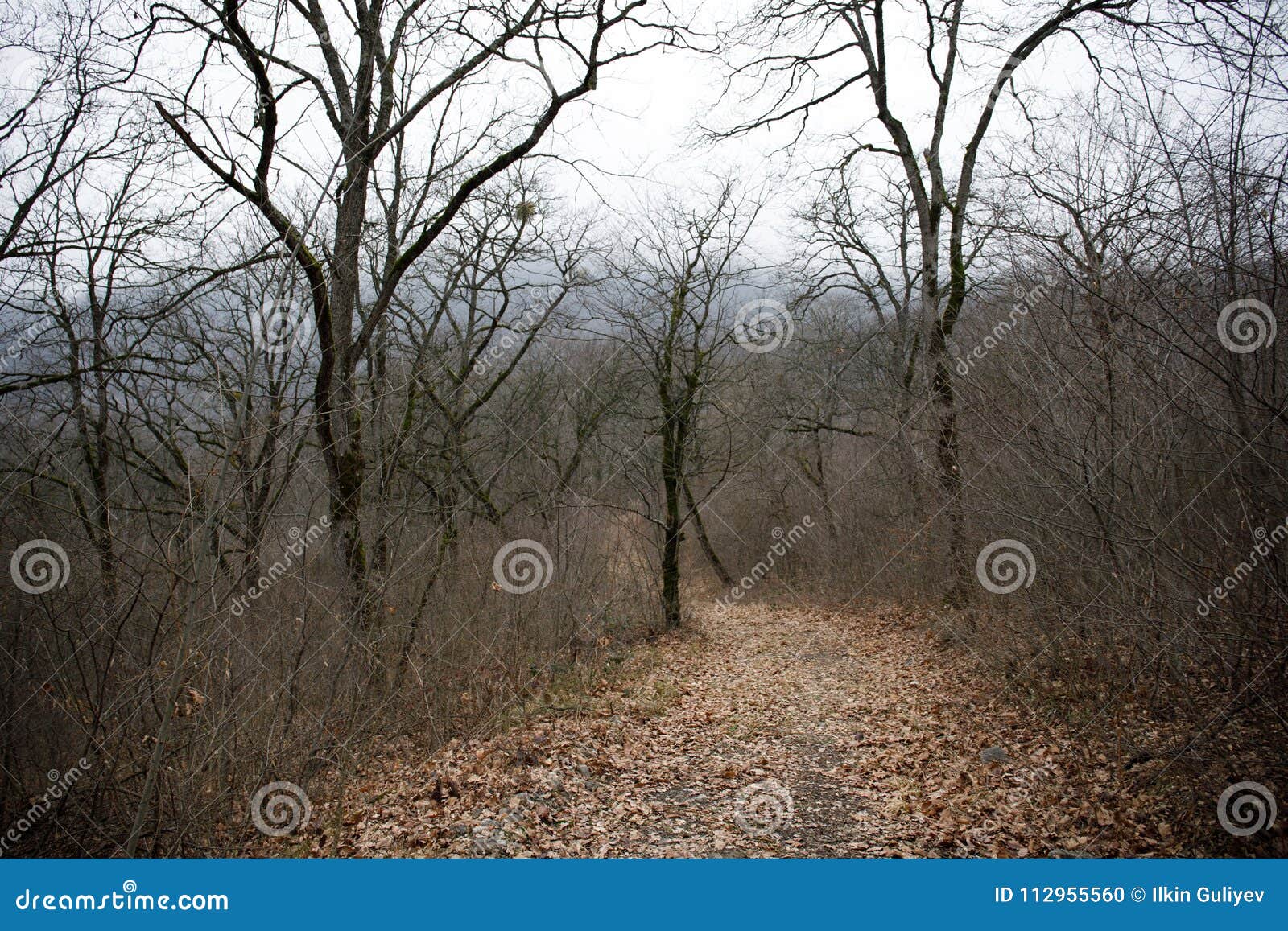 Landscape With Beautiful Fog In Forest On Hill Or Trail Through A