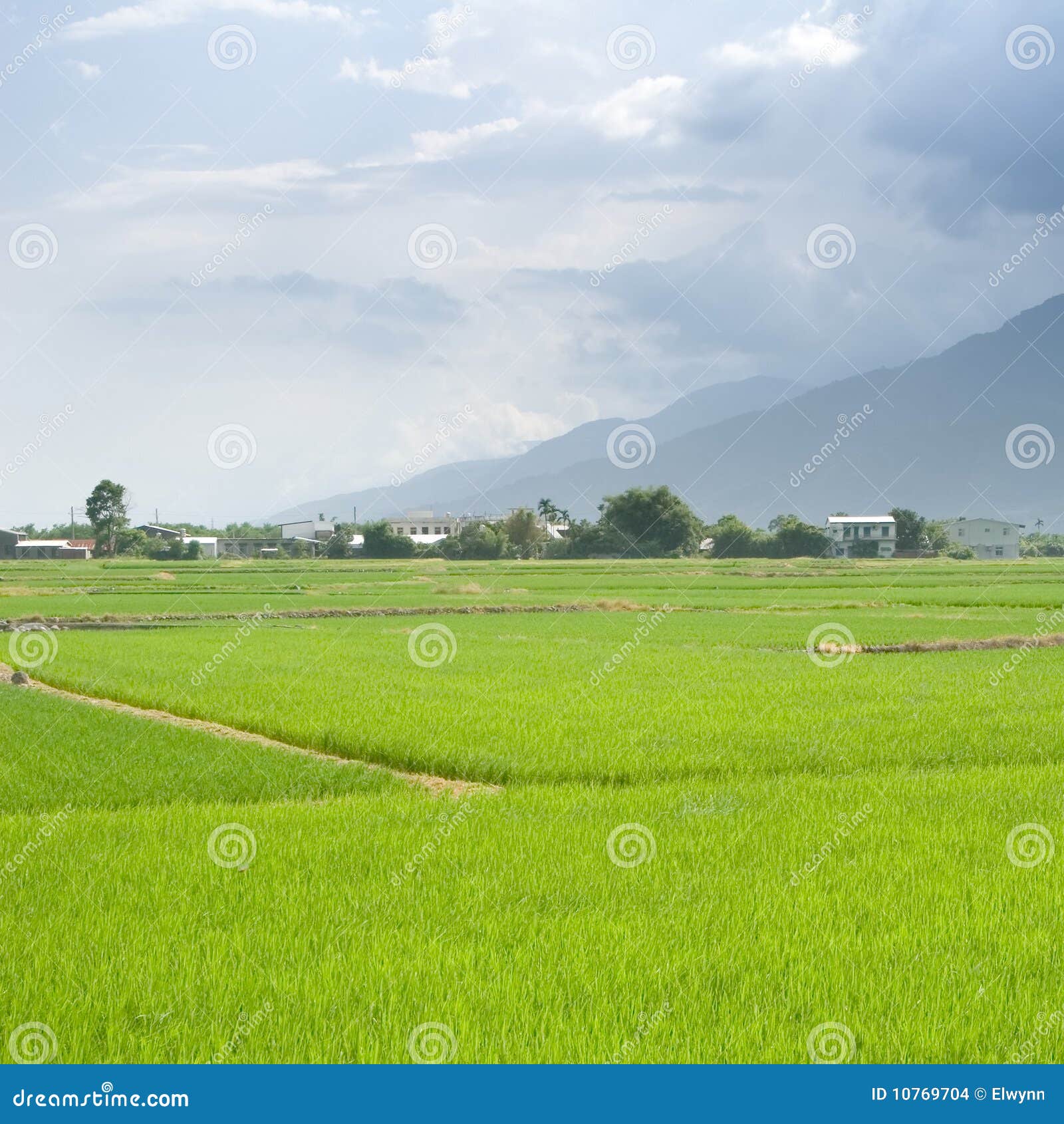 Landscape of beautiful green farm. It is a landscape of beautiful green terraced field.