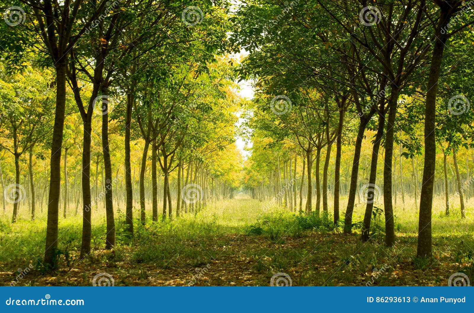 landscape - beautiful long perspective rubber trees forest