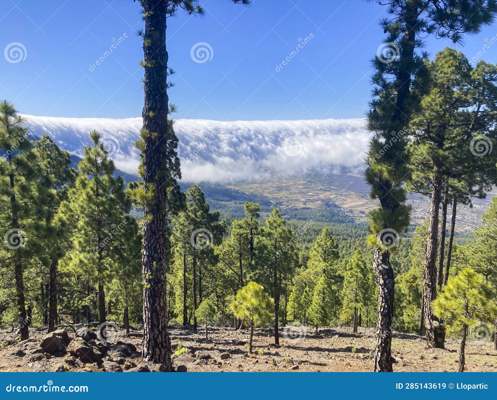 landscape in bejenado peak in caldera de taburiente, la palma, spain