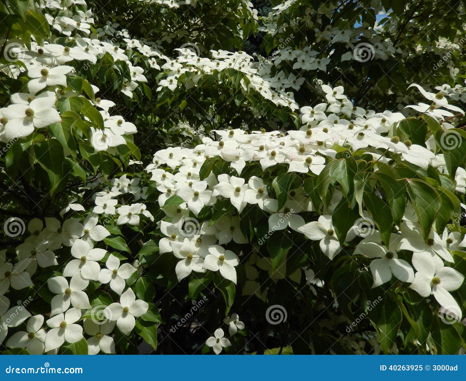 Landscape with Blossoming White Flower Tree Stock Image Image of