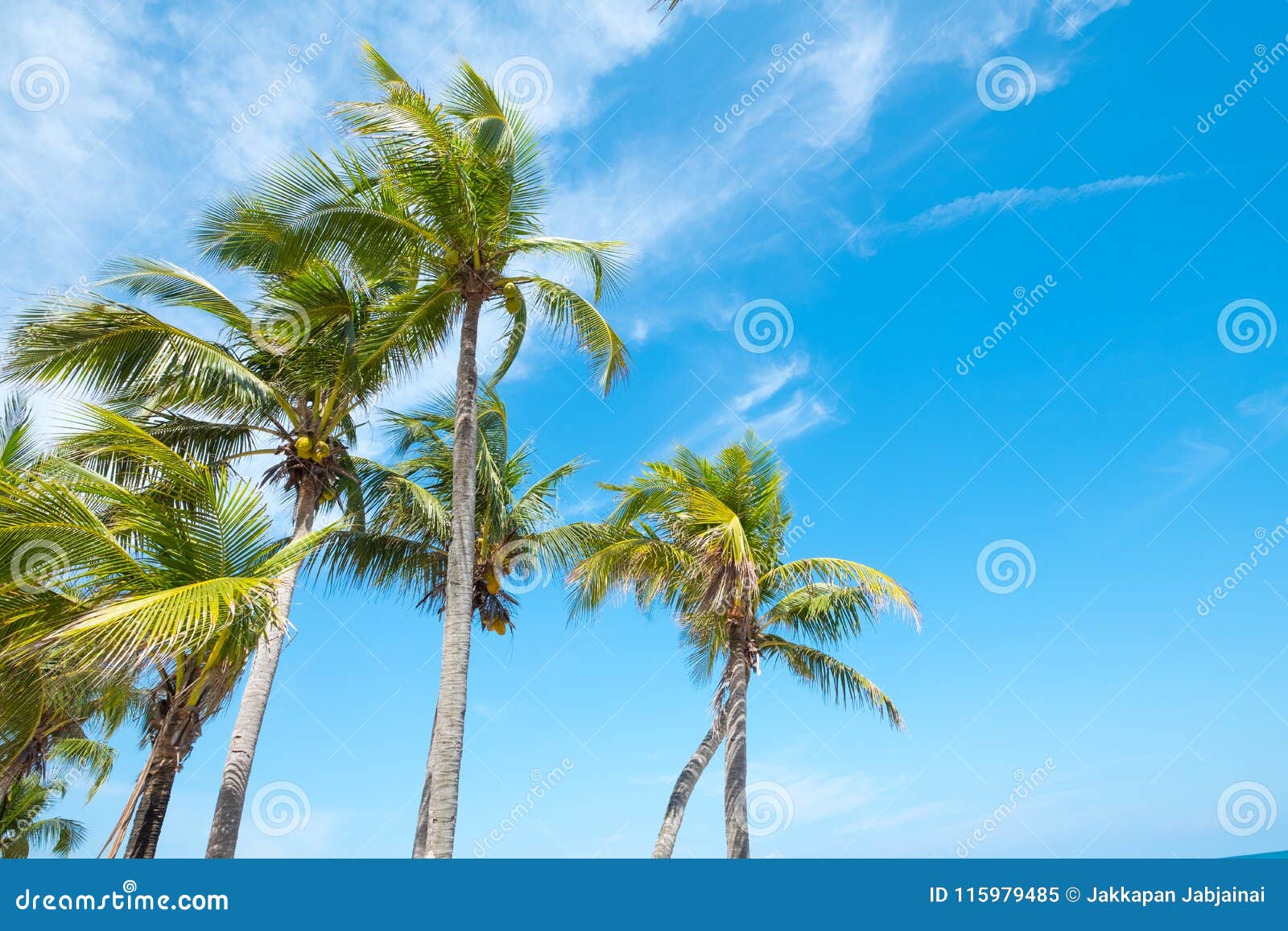 Palm Tree on Tropical Beach in Summer Stock Image Image of seaside