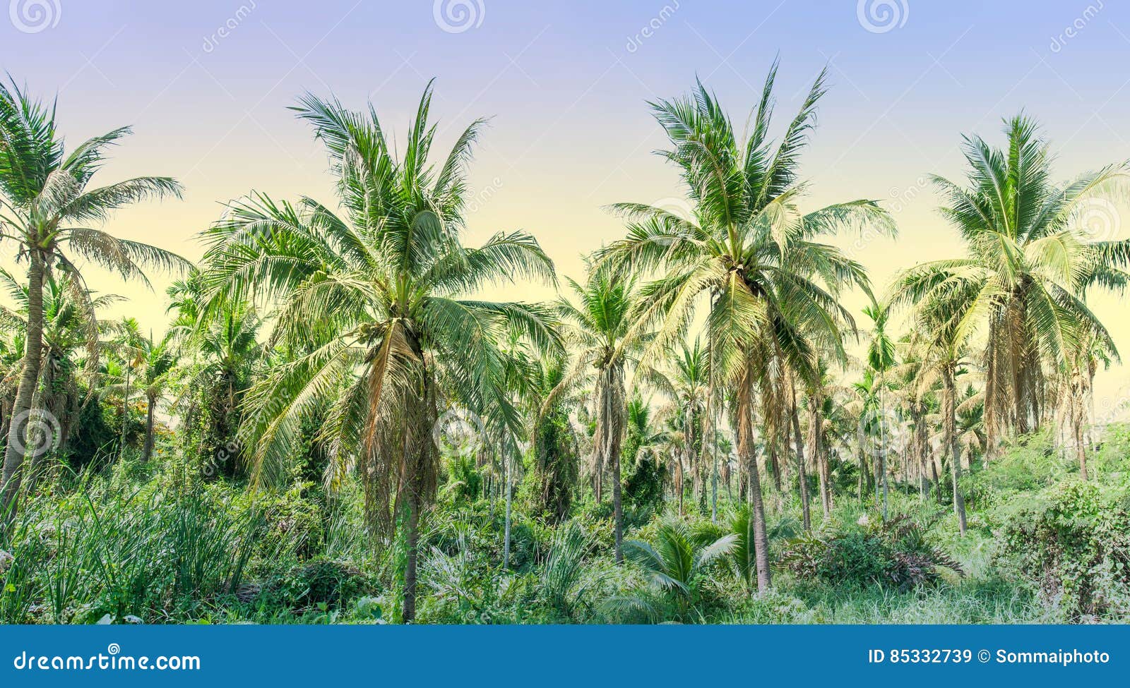 Landscape of coconut tree stock image. Image of group 85332739