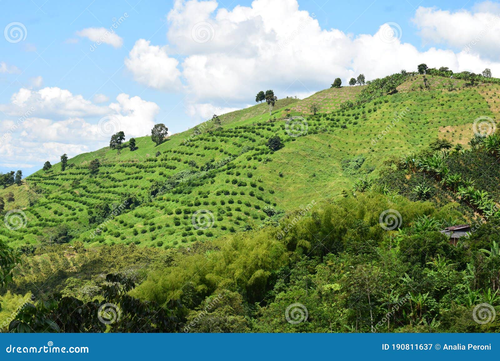 coffee axis colombia