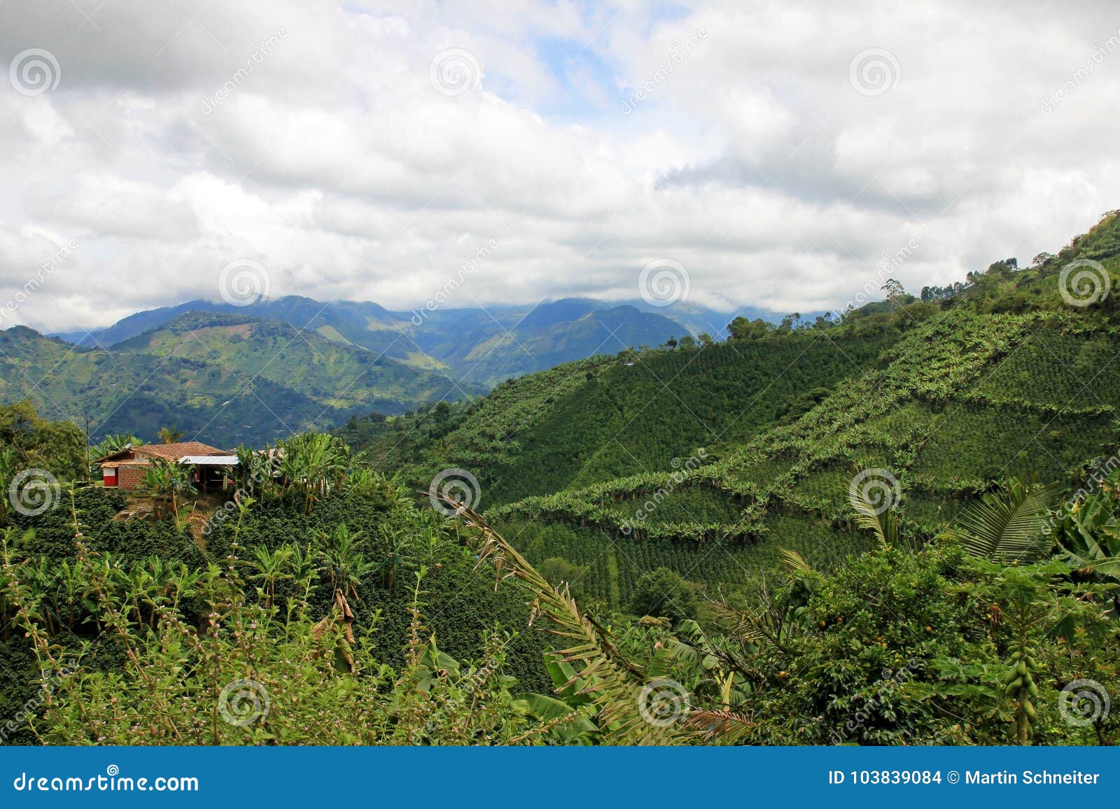 landscape of coffee and banana plants in the coffee growing region near el jardin, antioquia, colombia