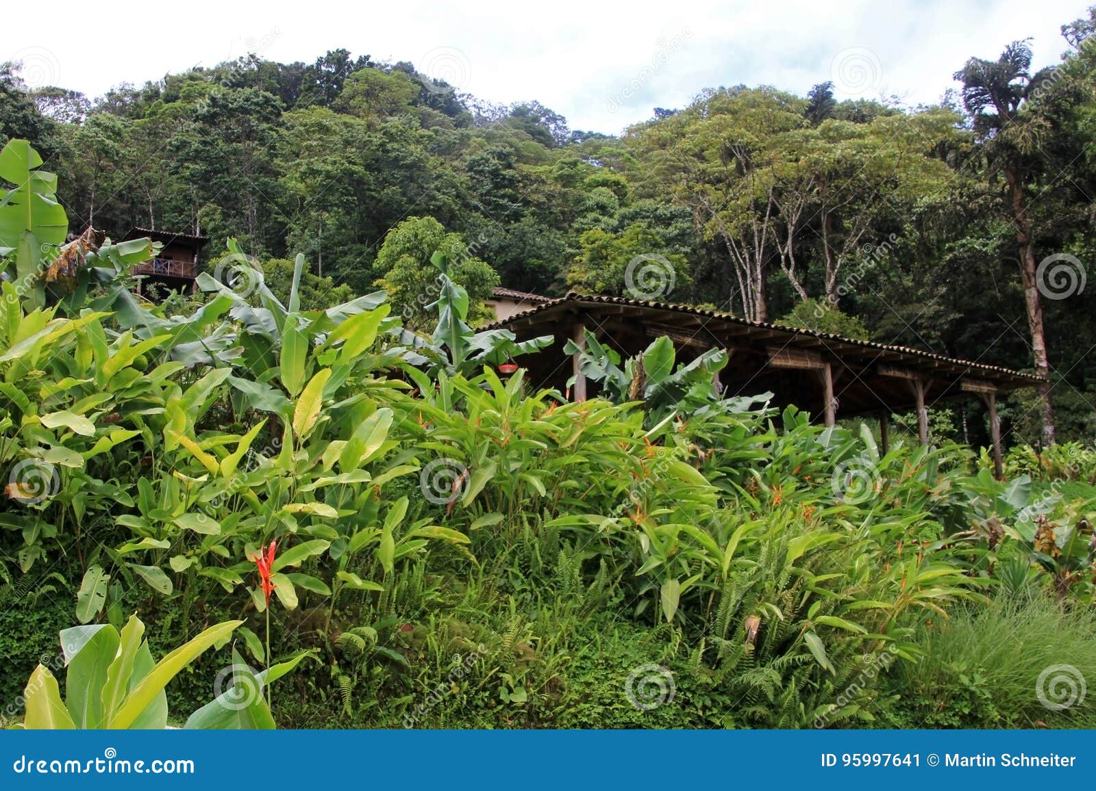 landscape and coffee farm in the highlands of matagalpa, nicaragua