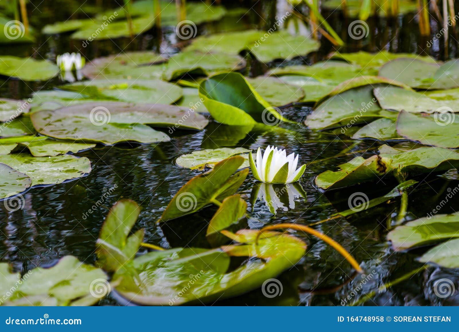landscape in danube delta