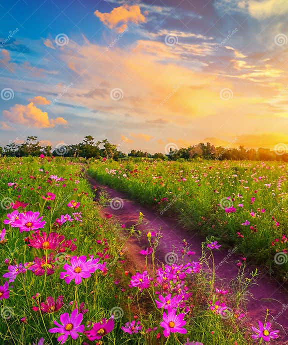 Landscape of the Dirt Road and Beautiful Cosmos Flower Field at Sunset