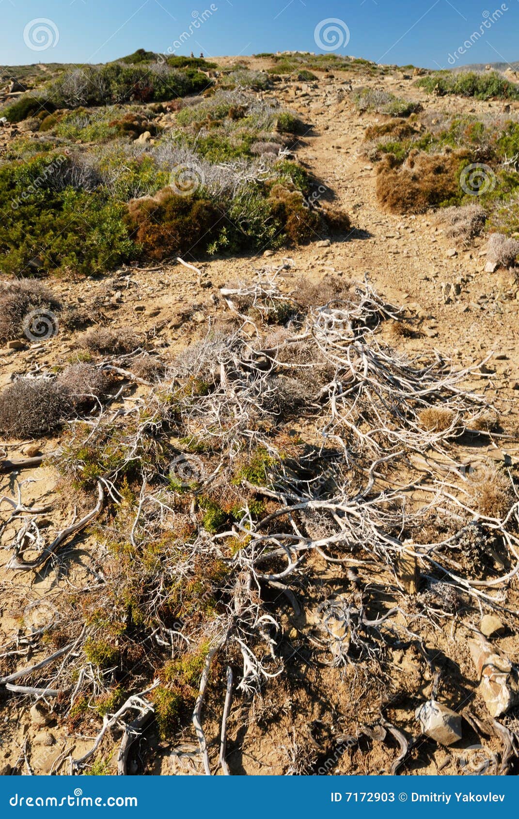 Landscape with dried bush stock image. Image of descriptive 7172903
