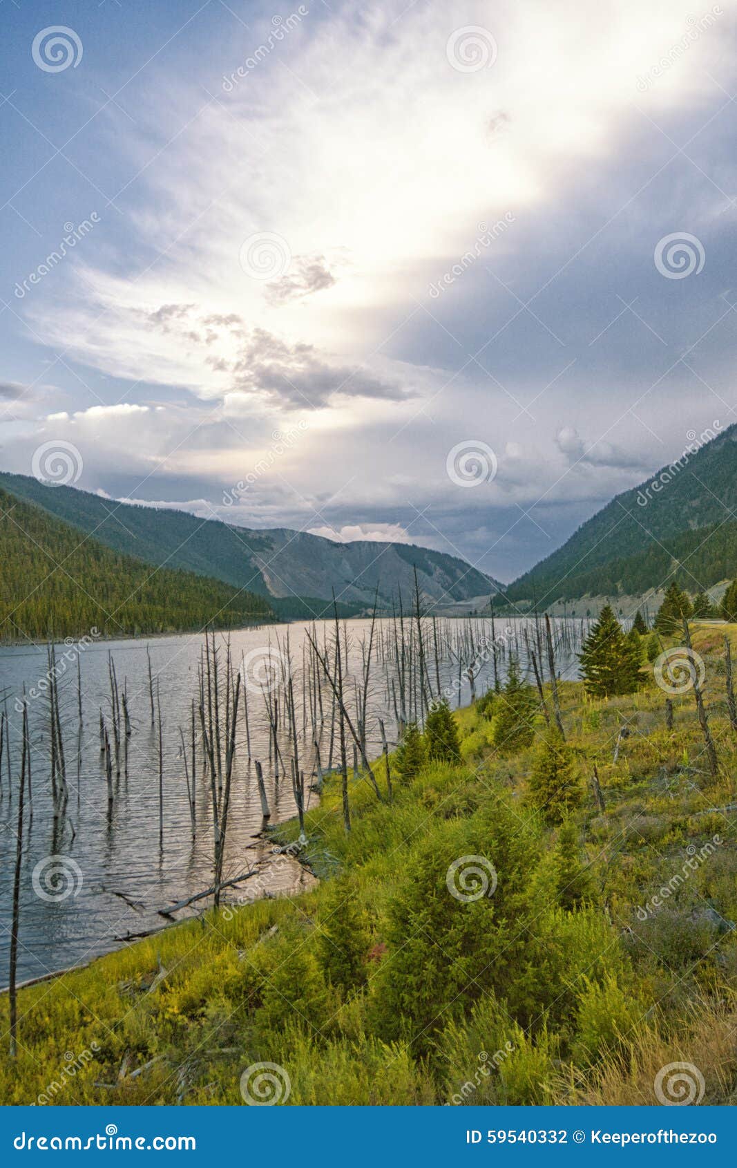 landscape of earthquake lake, montana.