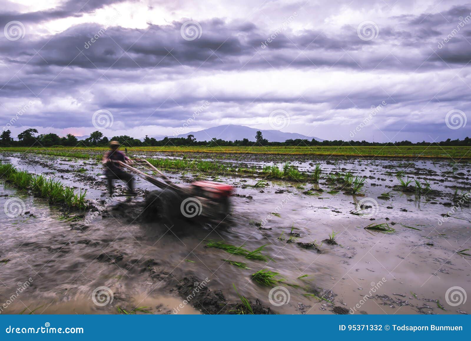 Wheel Plow Or Wheel Plough Parked At Green Rice Paddy Field