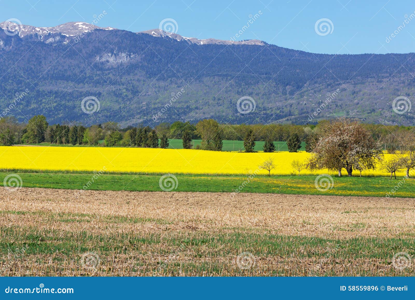 Landscape of fields of wheat and rapeseed in the background of Mount Jura in France. spring open spaces, the western part of France