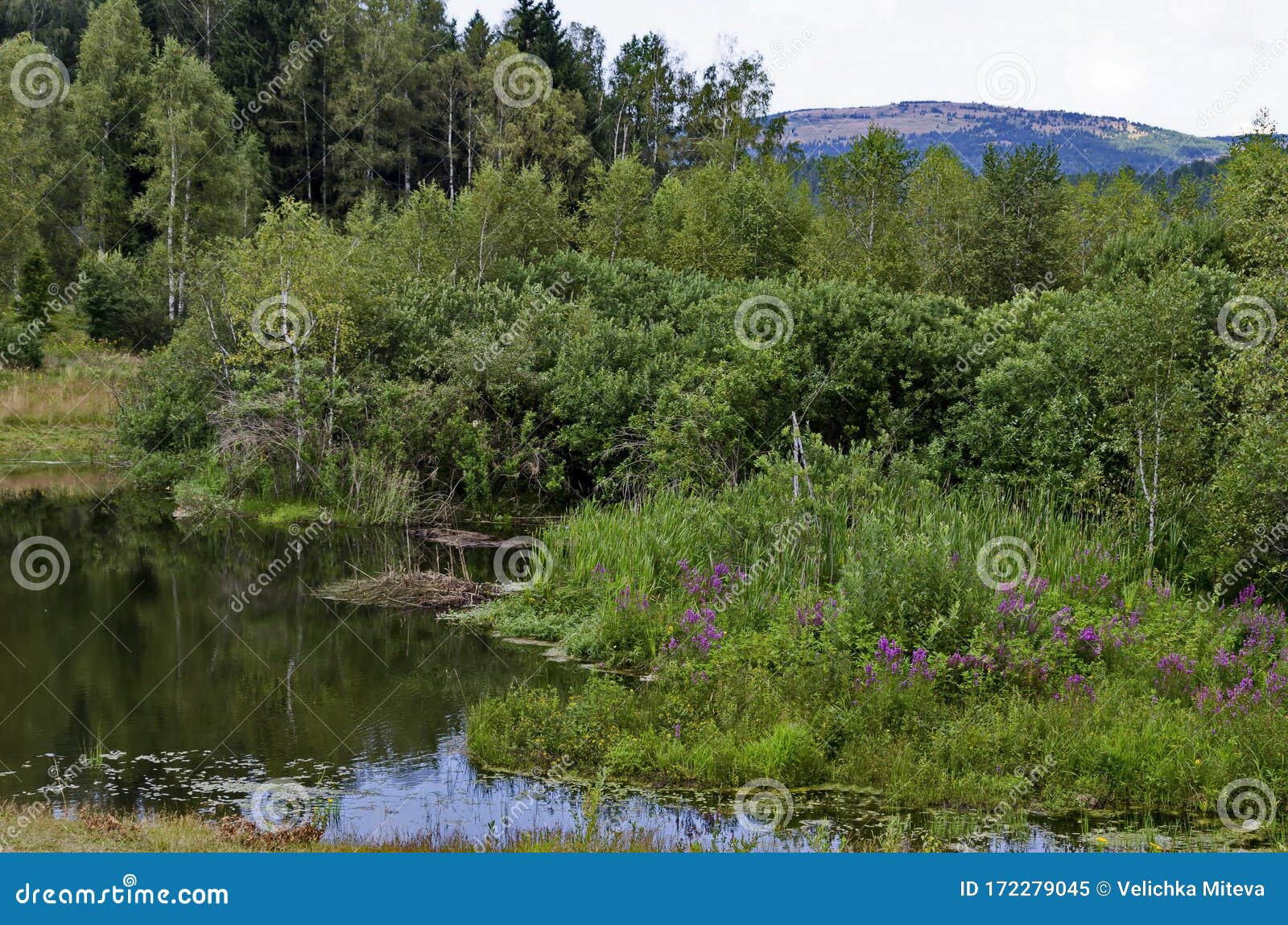 landscape with floating island, part peat two metre deep with vegetation and animals in vlasina mountain lake, anchored to shore