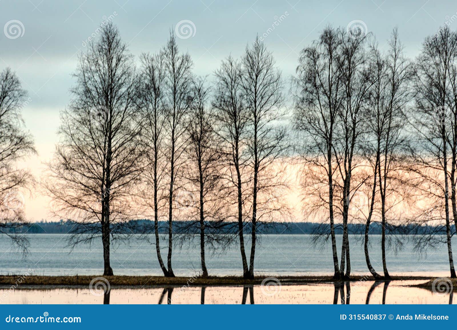 landscape with a flooded lake, dark silhouettes of trees in the backlight, reflections of trees in the water, spring