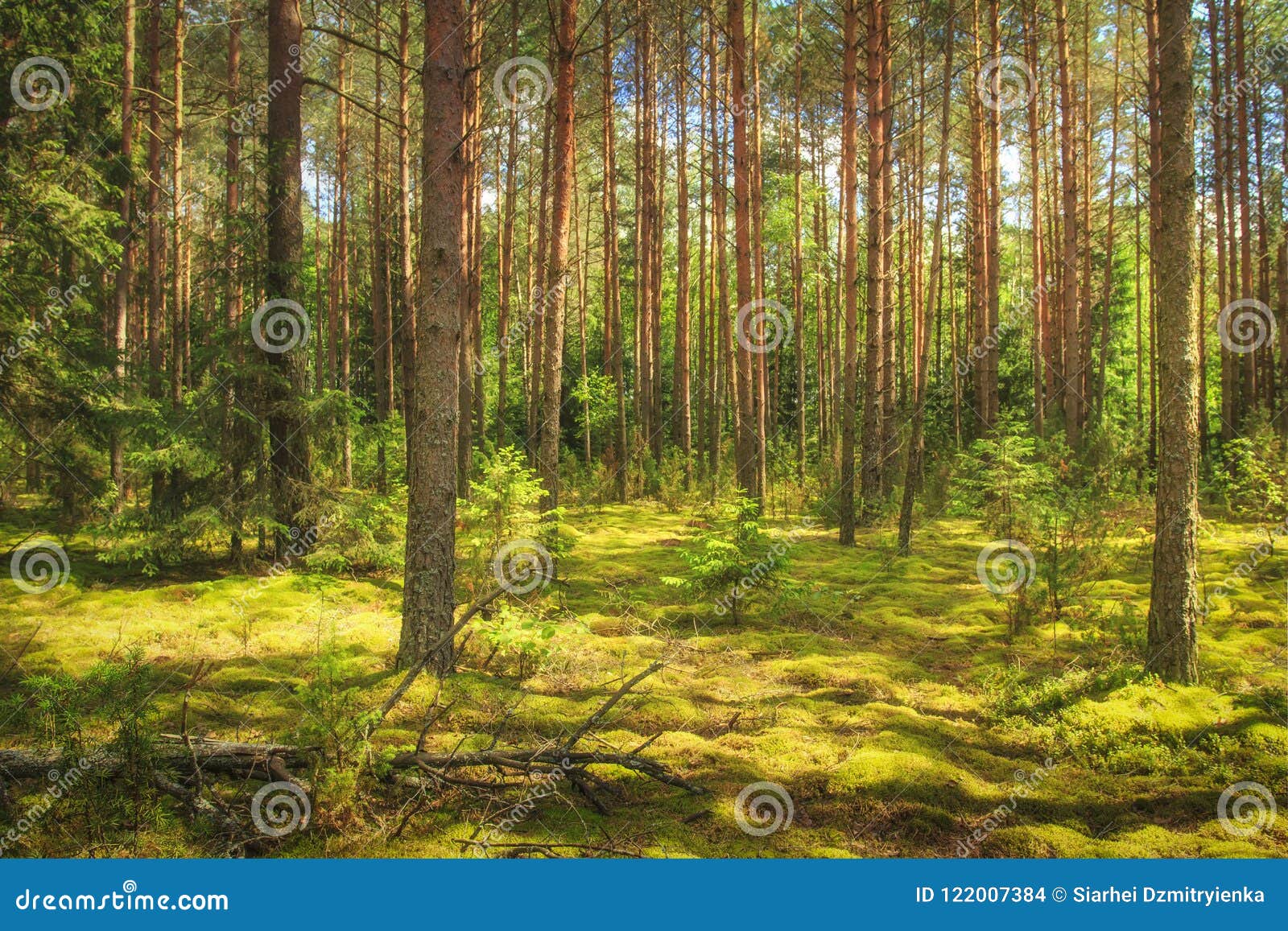 Landscape of the Forest. Green Summer Forest in Sunlight Stock Photo ...