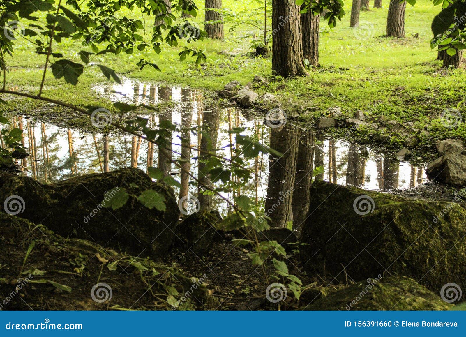 the landscape is a forest and a stream