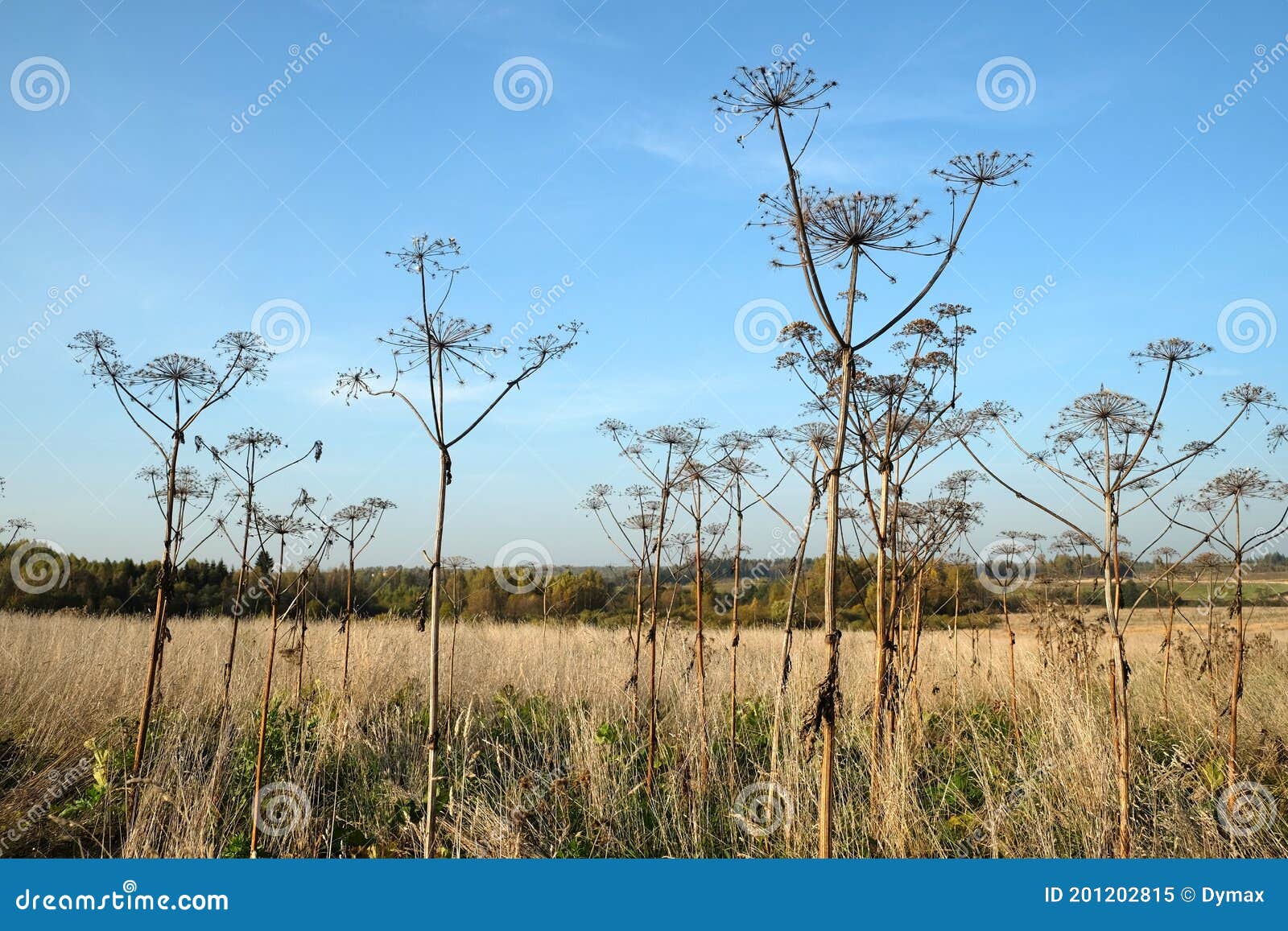 landscape with front view on dry hogweeds stems with umbrellas on the autumn field against the background of the forest