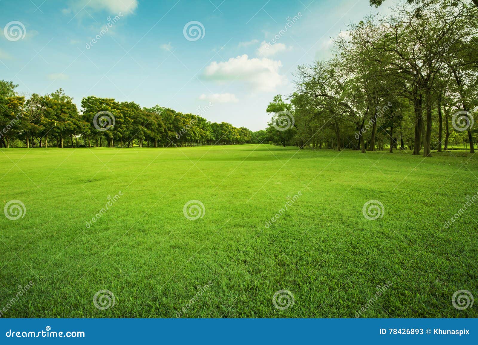 landscape of grass field and green environment public park use a