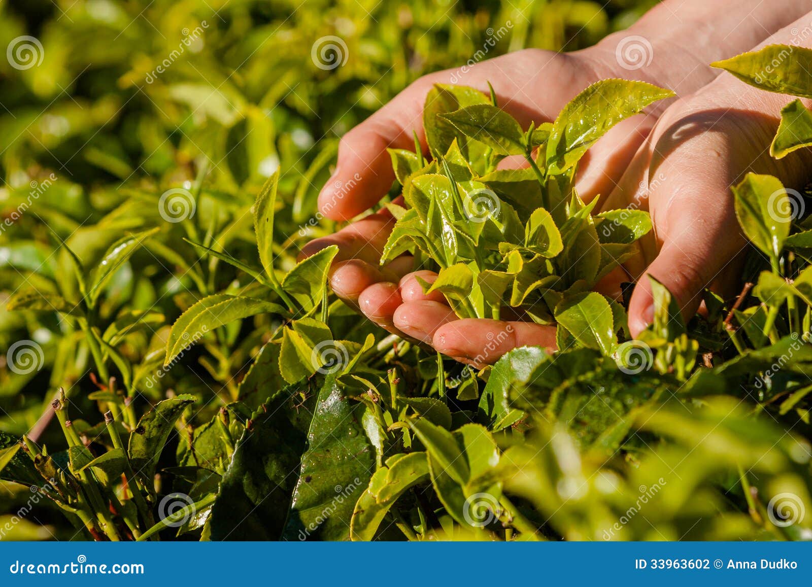 Landscape with Green Fields of Tea in Sri Lanka Stock Photo Image of