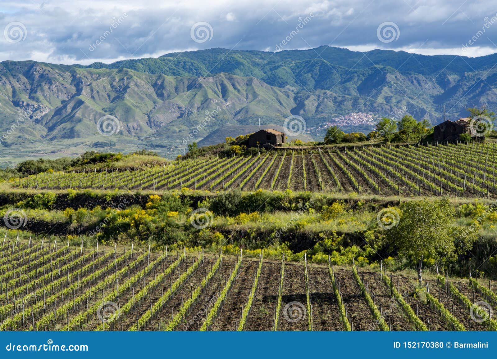 landscape with green vineyards in etna volcano region with mineral rich soil on sicily, italy