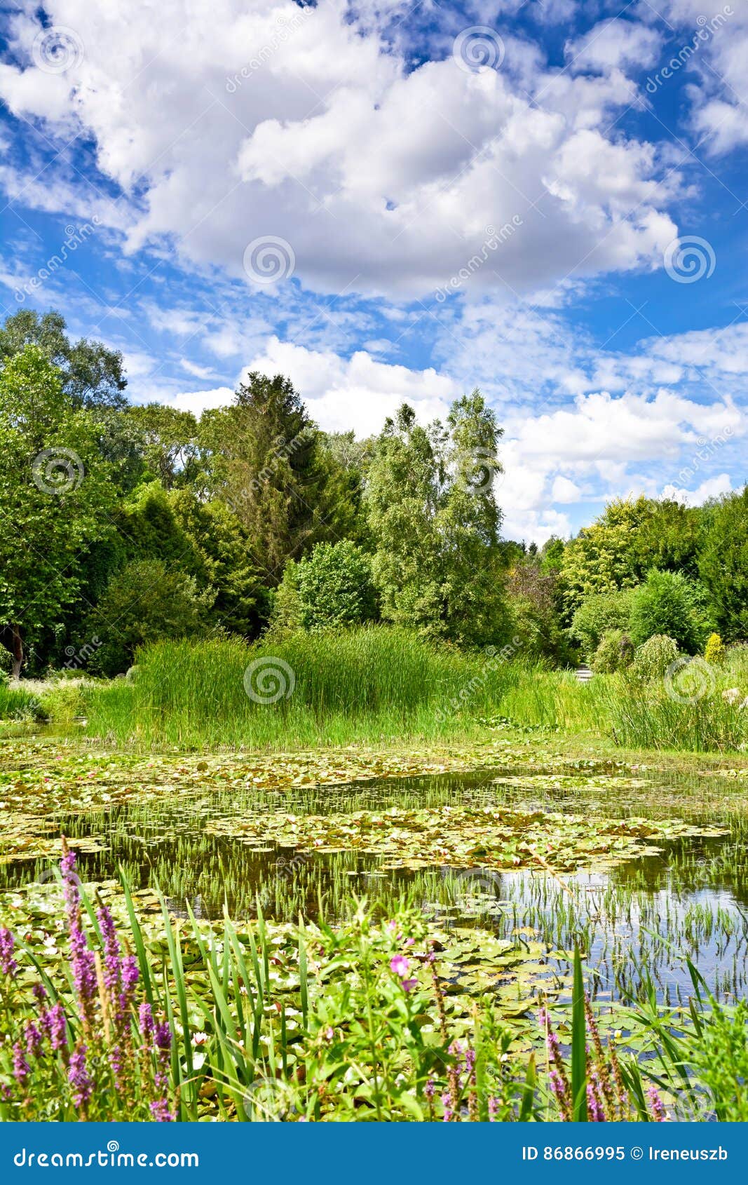 The Landscape Of Greenery A Pond And Clouds In A Blue Sky Stock Image