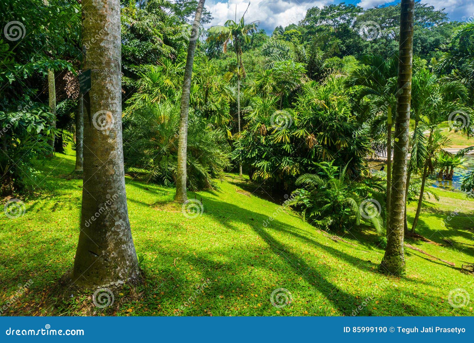 A Landscape in a Hill with Big and High Tree, Bushes and Green Grass ...