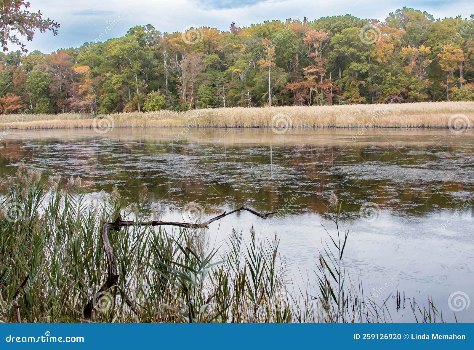 landscape image of autumn at marshy point nature center in middle river, maryland. r