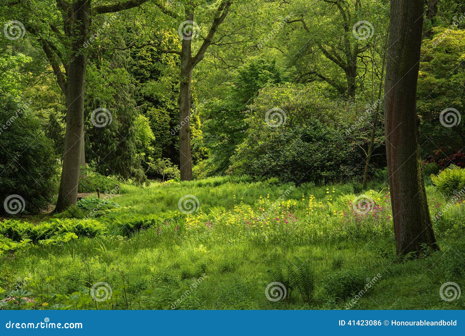 landscape image of beautiful vibrant lush green forest woodland