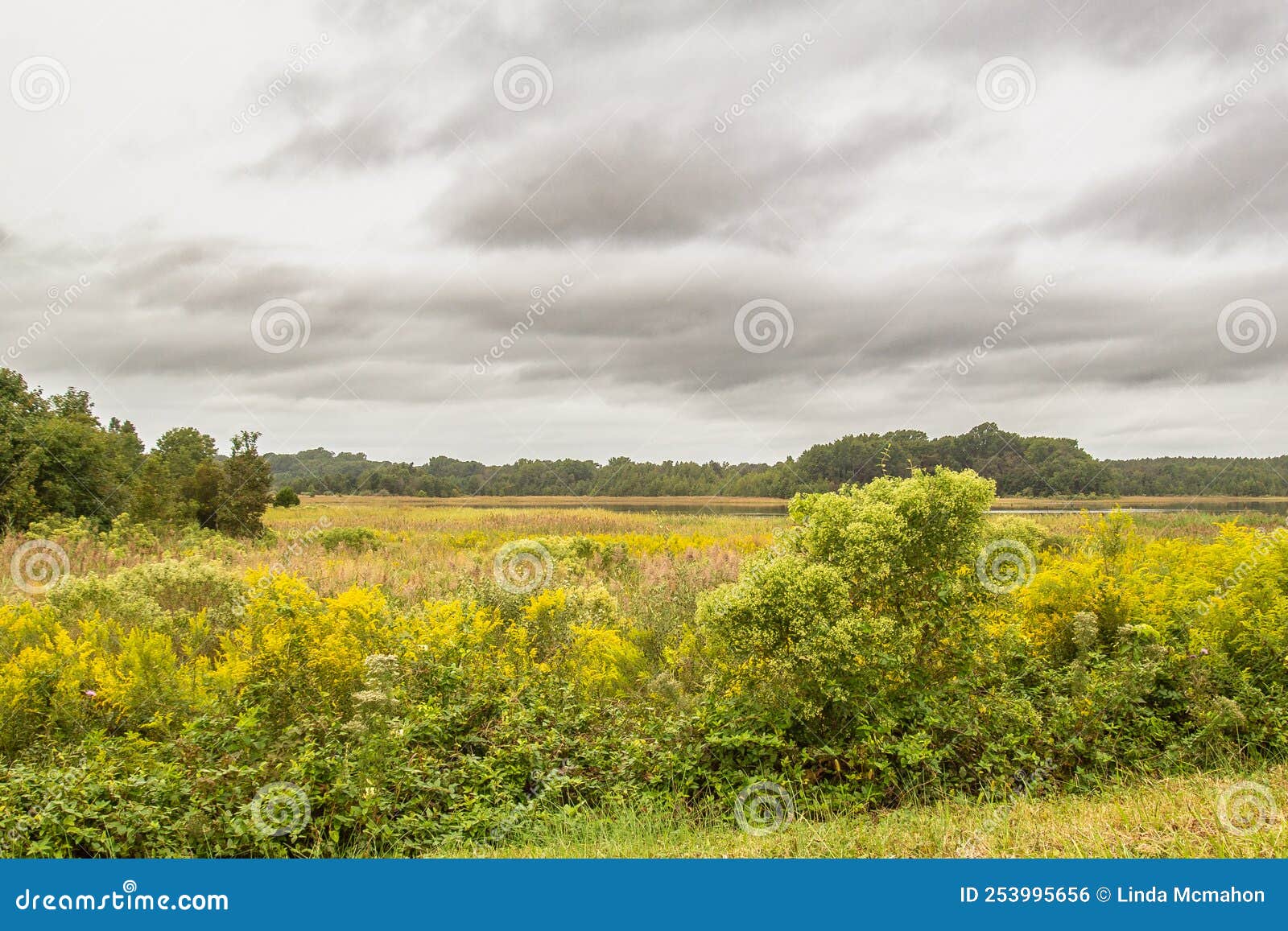 landscape image at bombay hook nwr in delaware with a field of goldenrod and a stormy, cloudy sky .