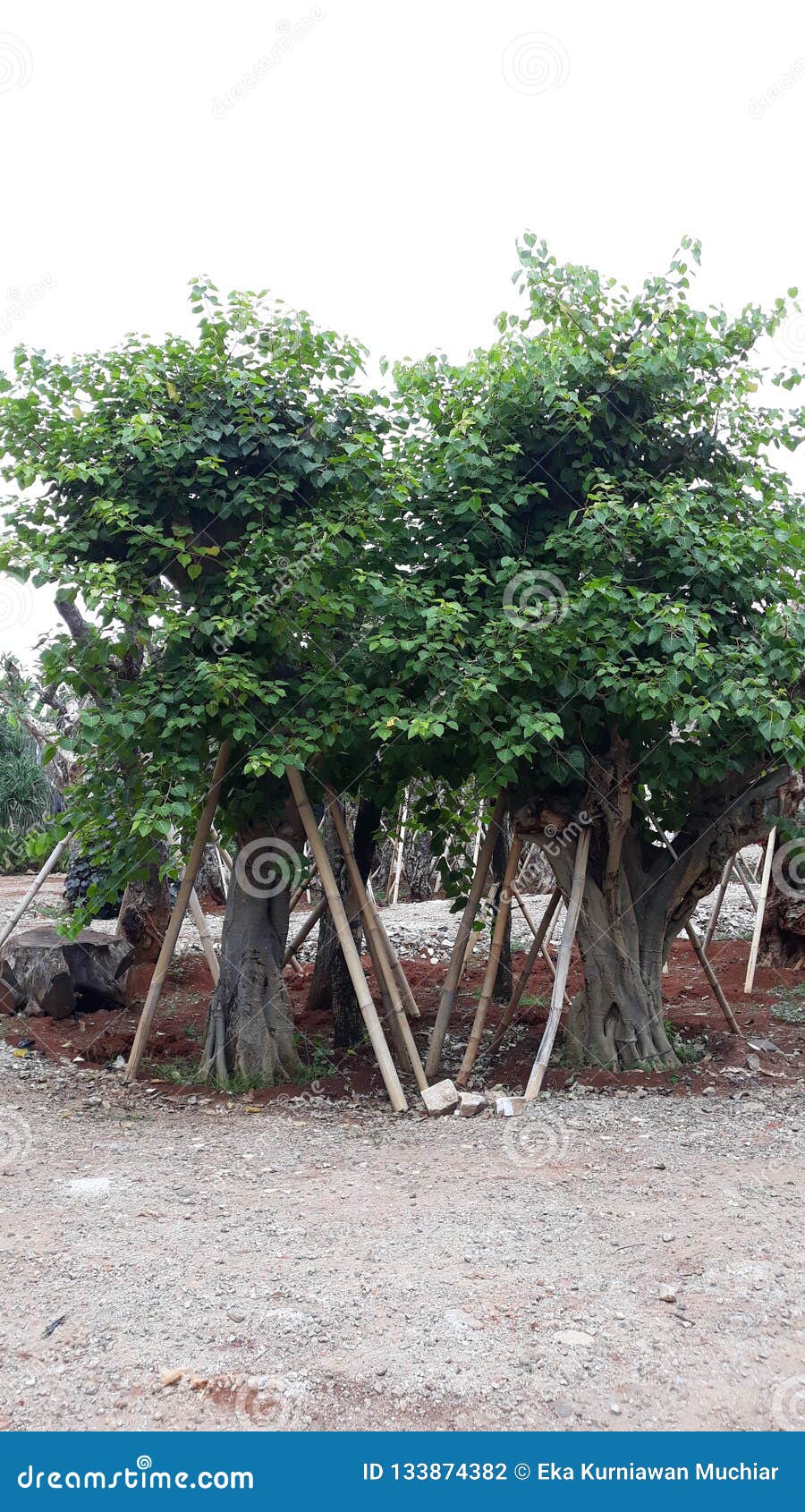 Landscape Jakarta stock photo. Image of jakarta, plant 133874382