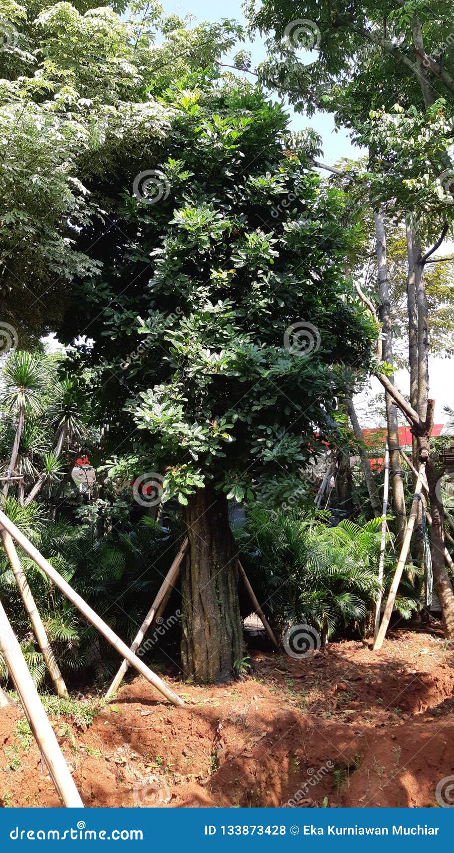 Landscape Jakarta stock photo. Image of jakarta, tree 133873428