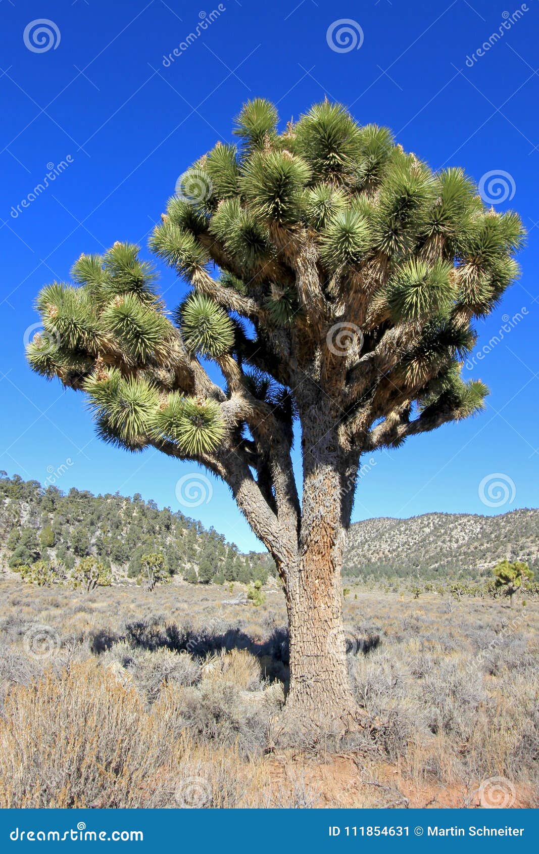 Landscape With Joshua Trees, Joshua Tree National Park, USA Stock Image