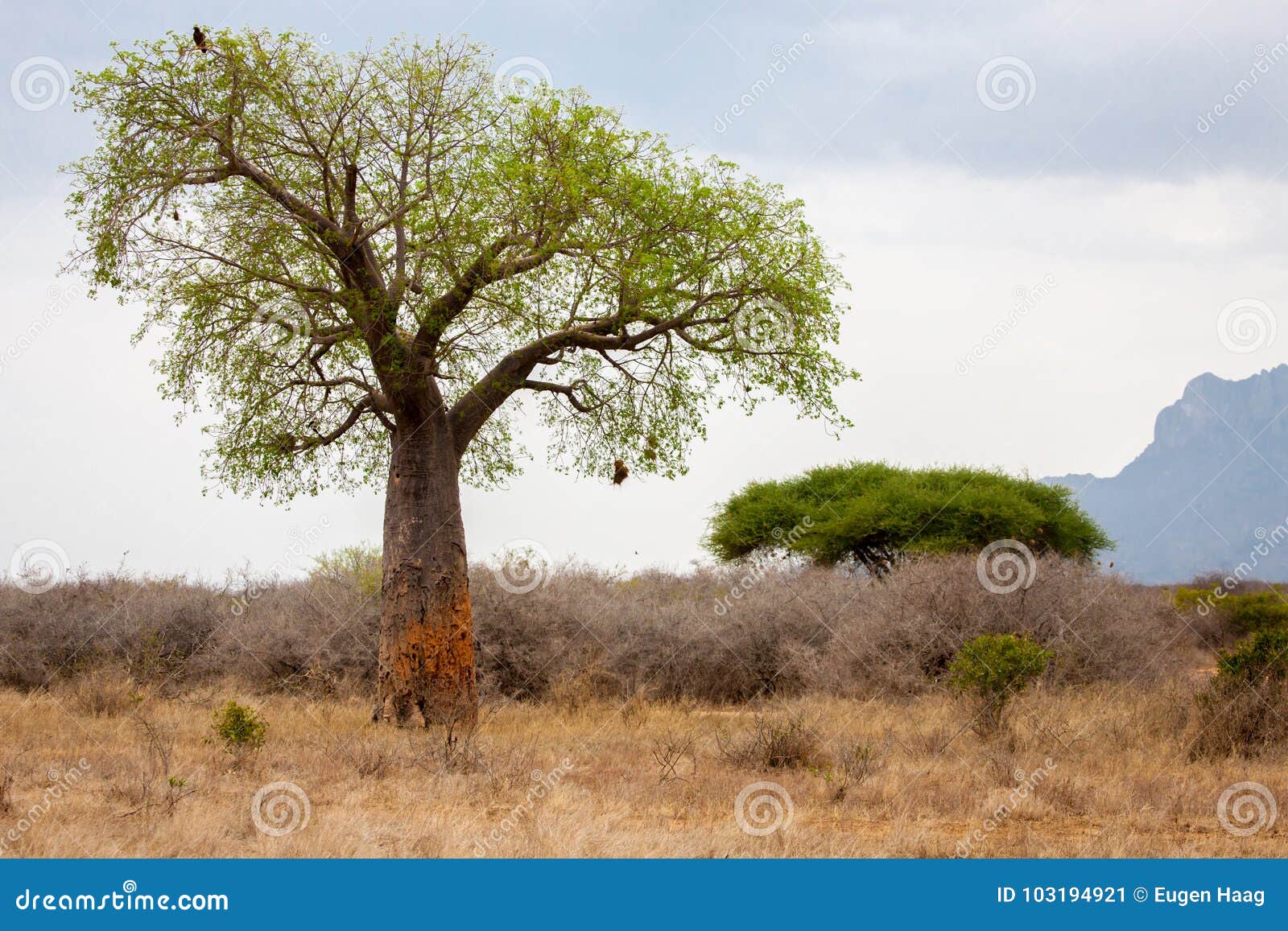Landscape in Kenya with Big Baobab Stock Image Image of environment