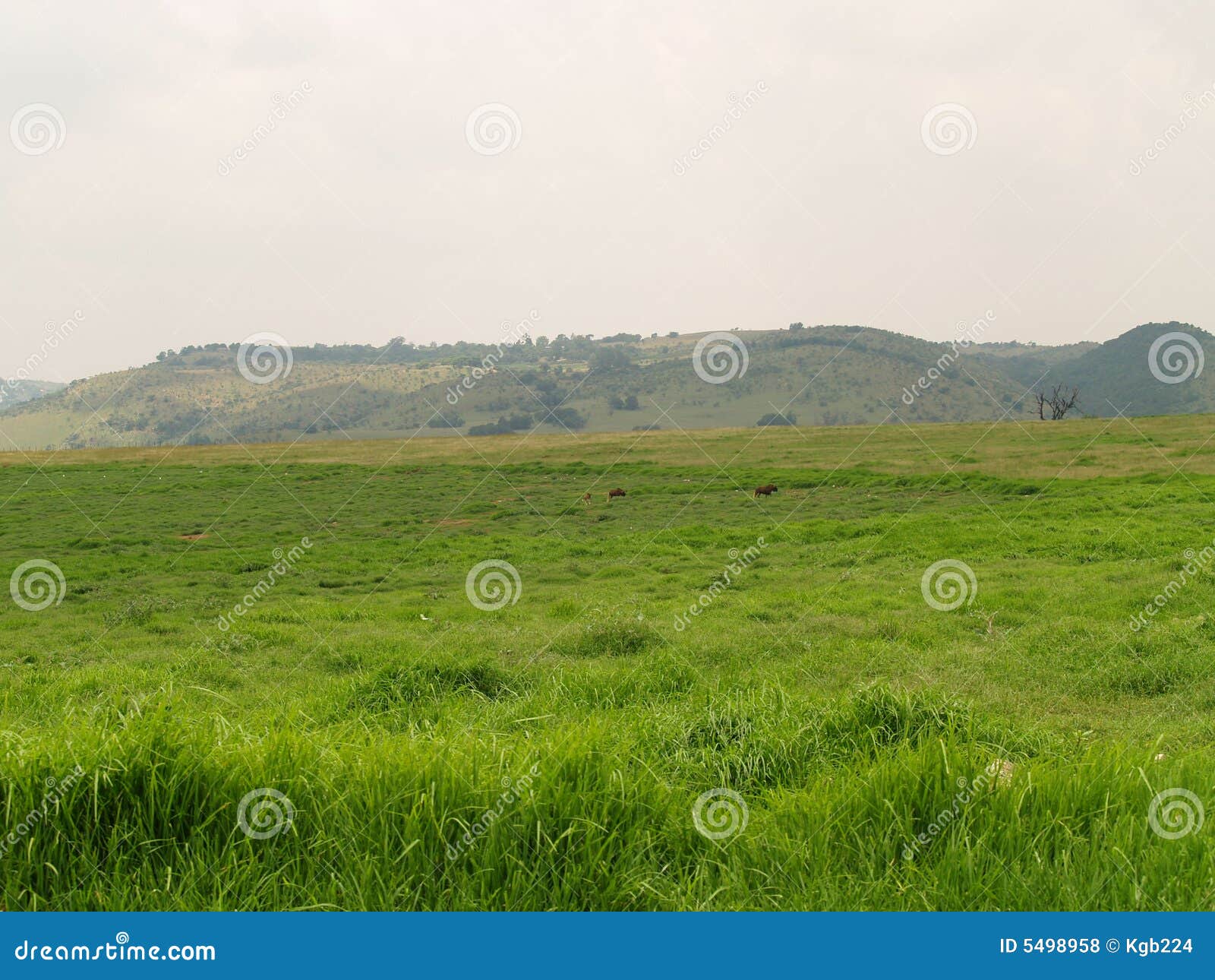 Landscape of Krugersdorp Nature Reserve Stock Photo Image of reserve, travel 5498958