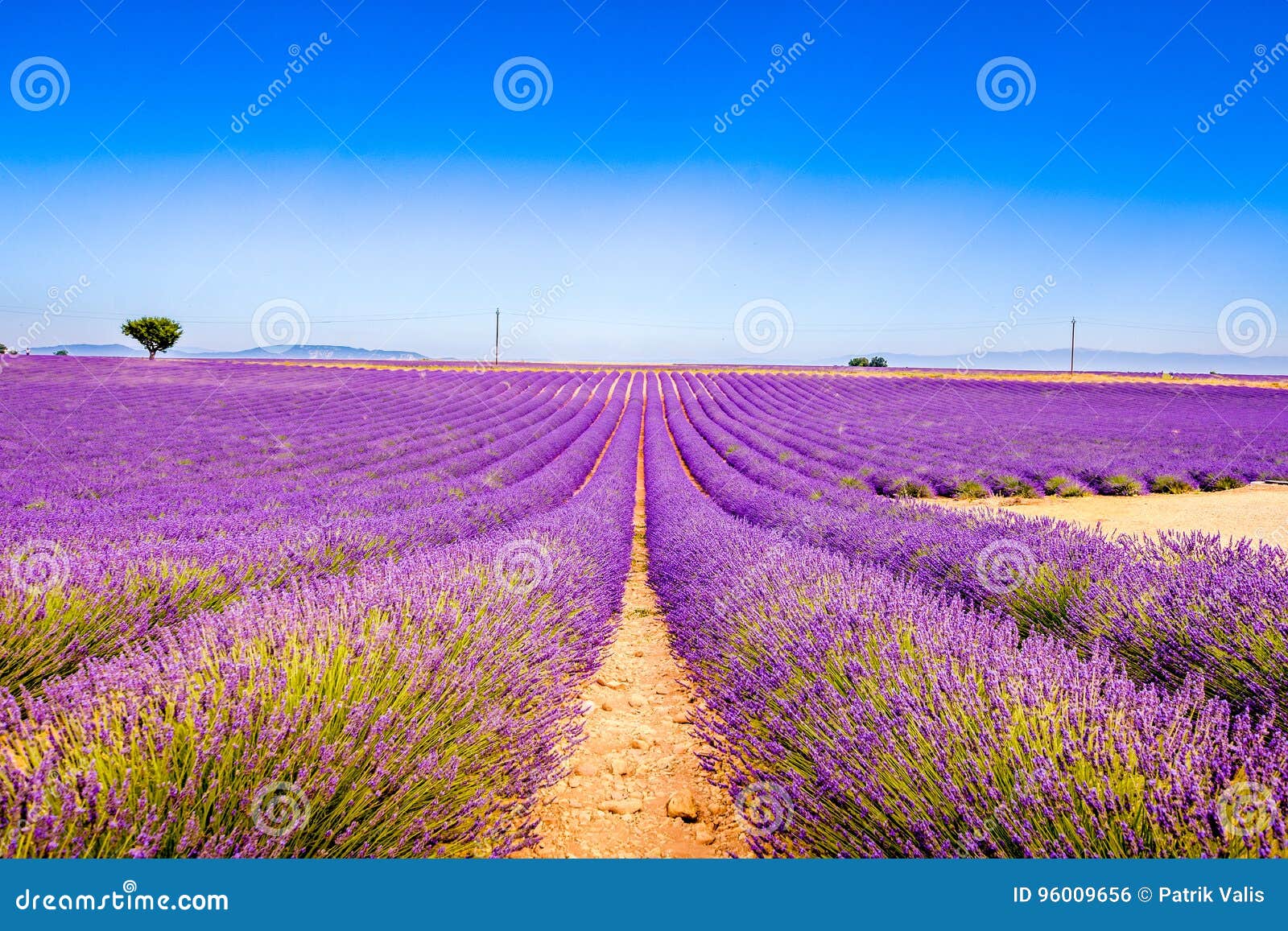 Landscape with lavender. stock photo. Image of beauty - 96009656
