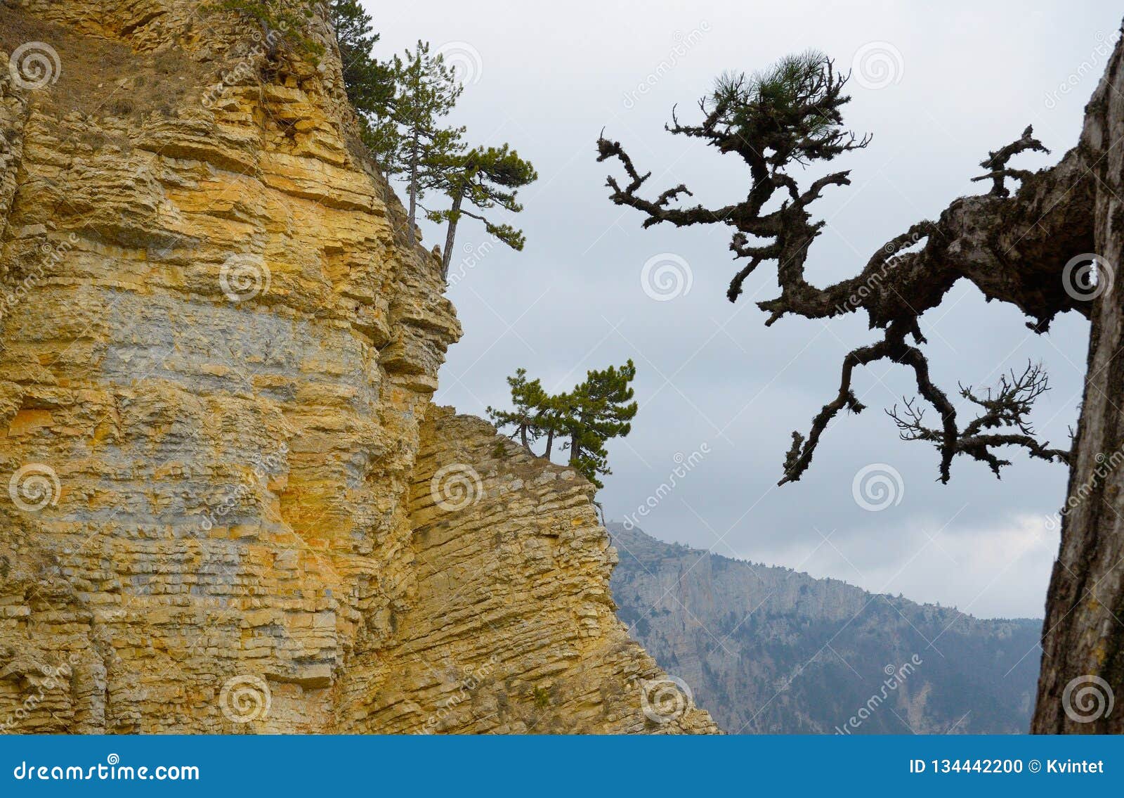 Pine at Edge Rocky Cliff Stock Photo Image of green, blue: