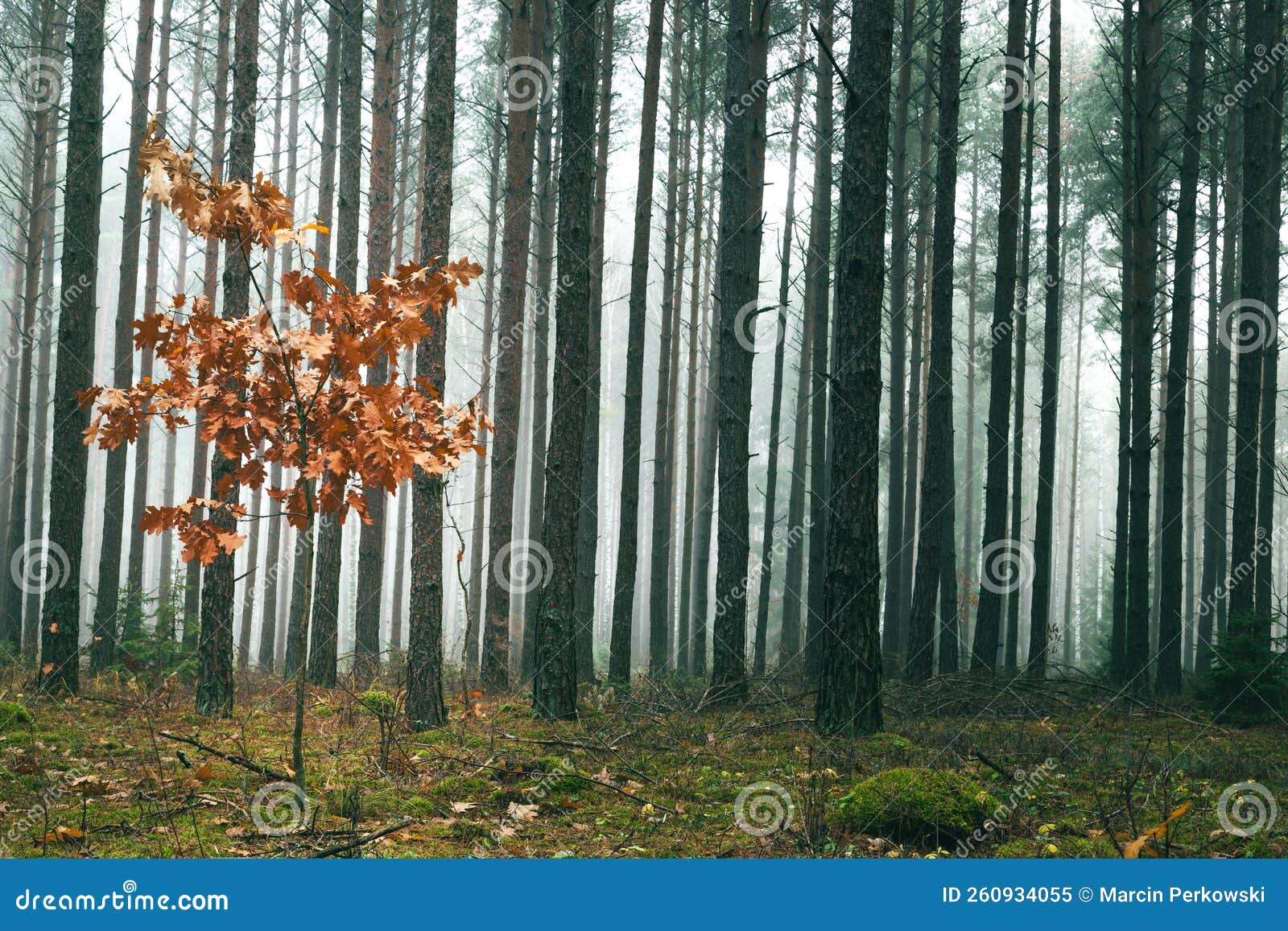 landscape - misty autumn forest. red autumn in misty forest. morning fog in autumn forest