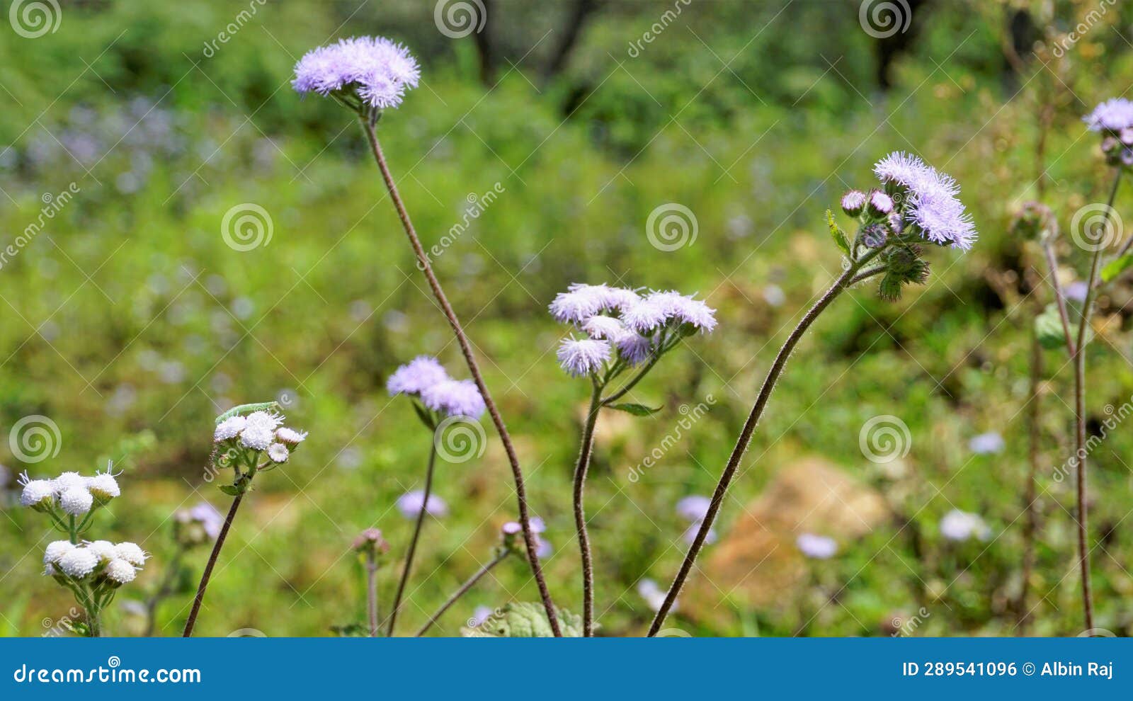 landscape mode flowers of ageratum conyzoides also known as tropical whiteweed, billygoat plant, goatweed, bluebonnet, bluetop,