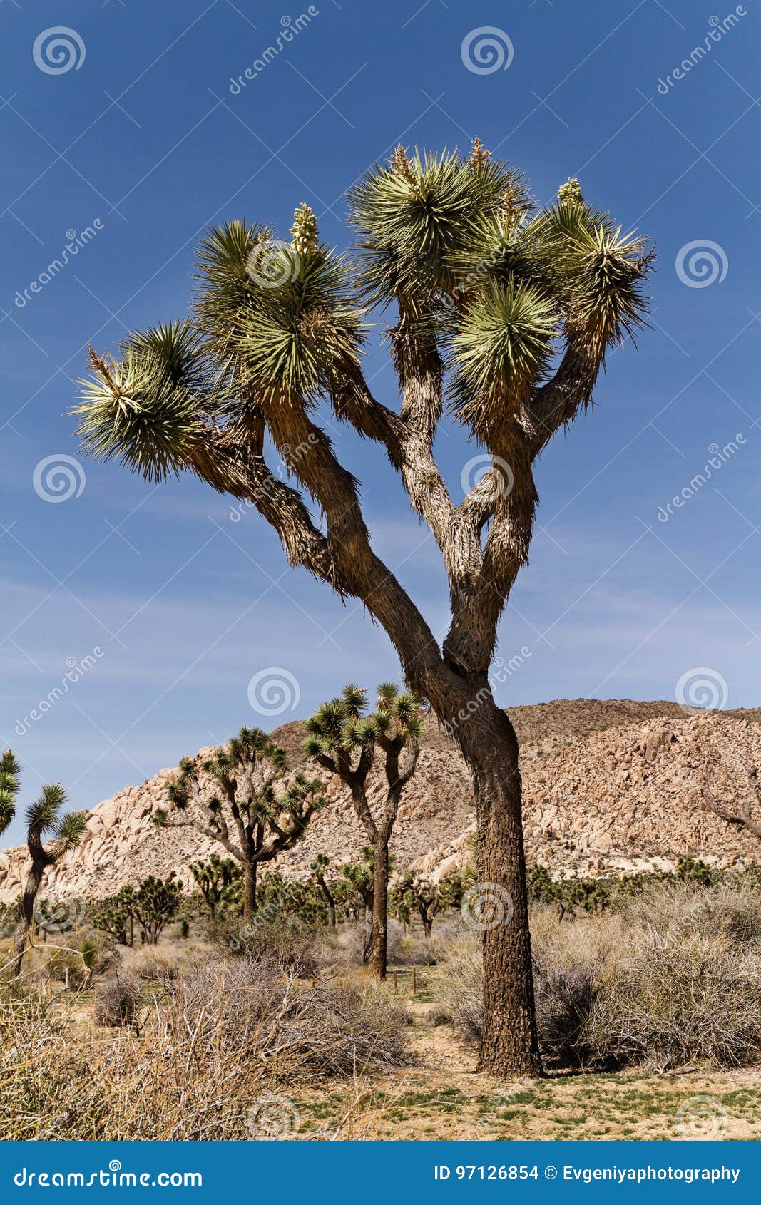 Landscape of Mojave Desert in California, USA Stock Photo - Image of ...