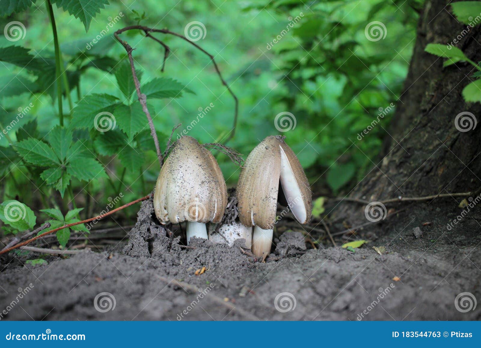 landscape with mushrooms in the summer forest. two lamellar fungus under the tree