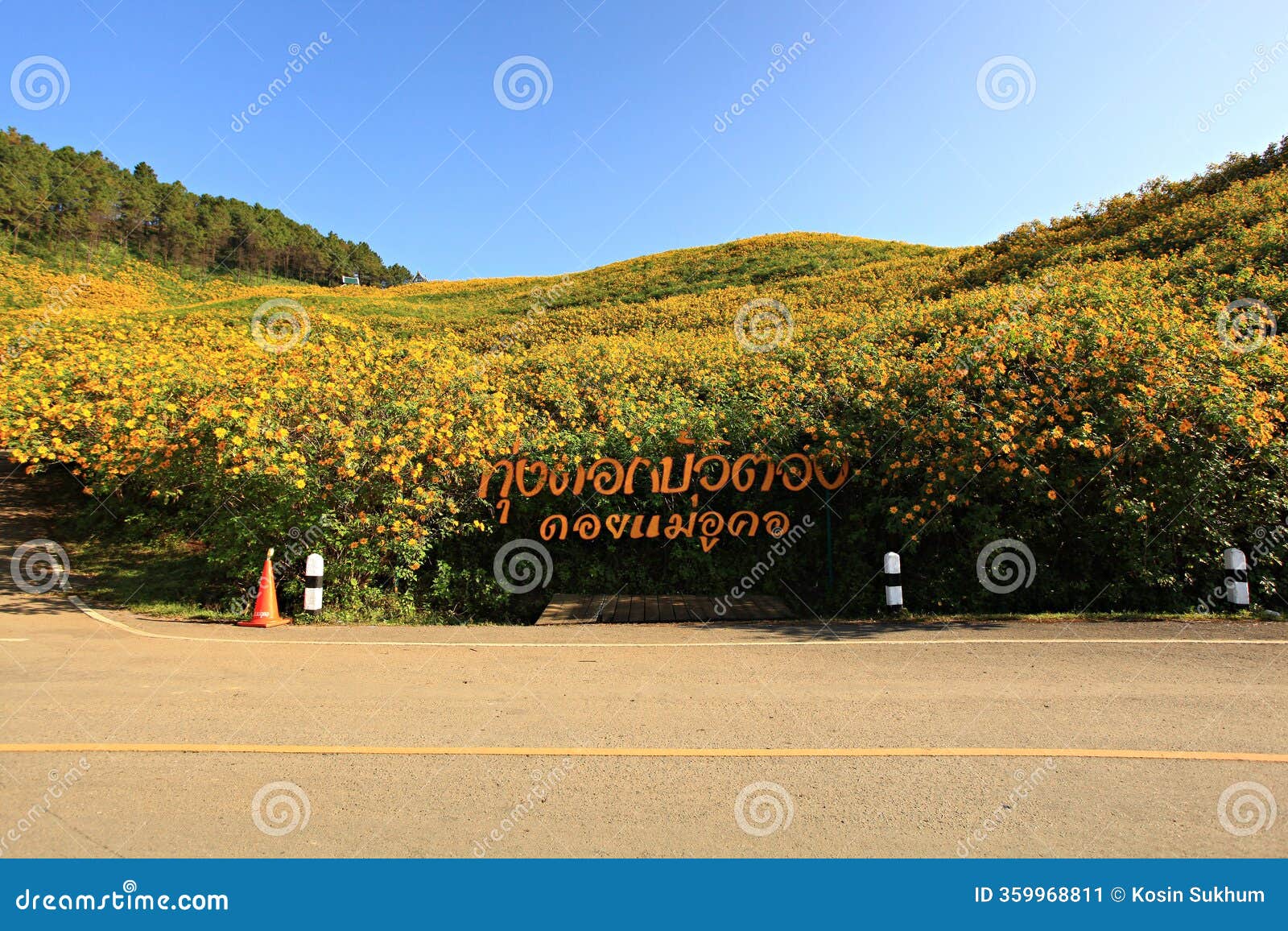 landscape nature of tung bua tong flowers or mexican sunflower field