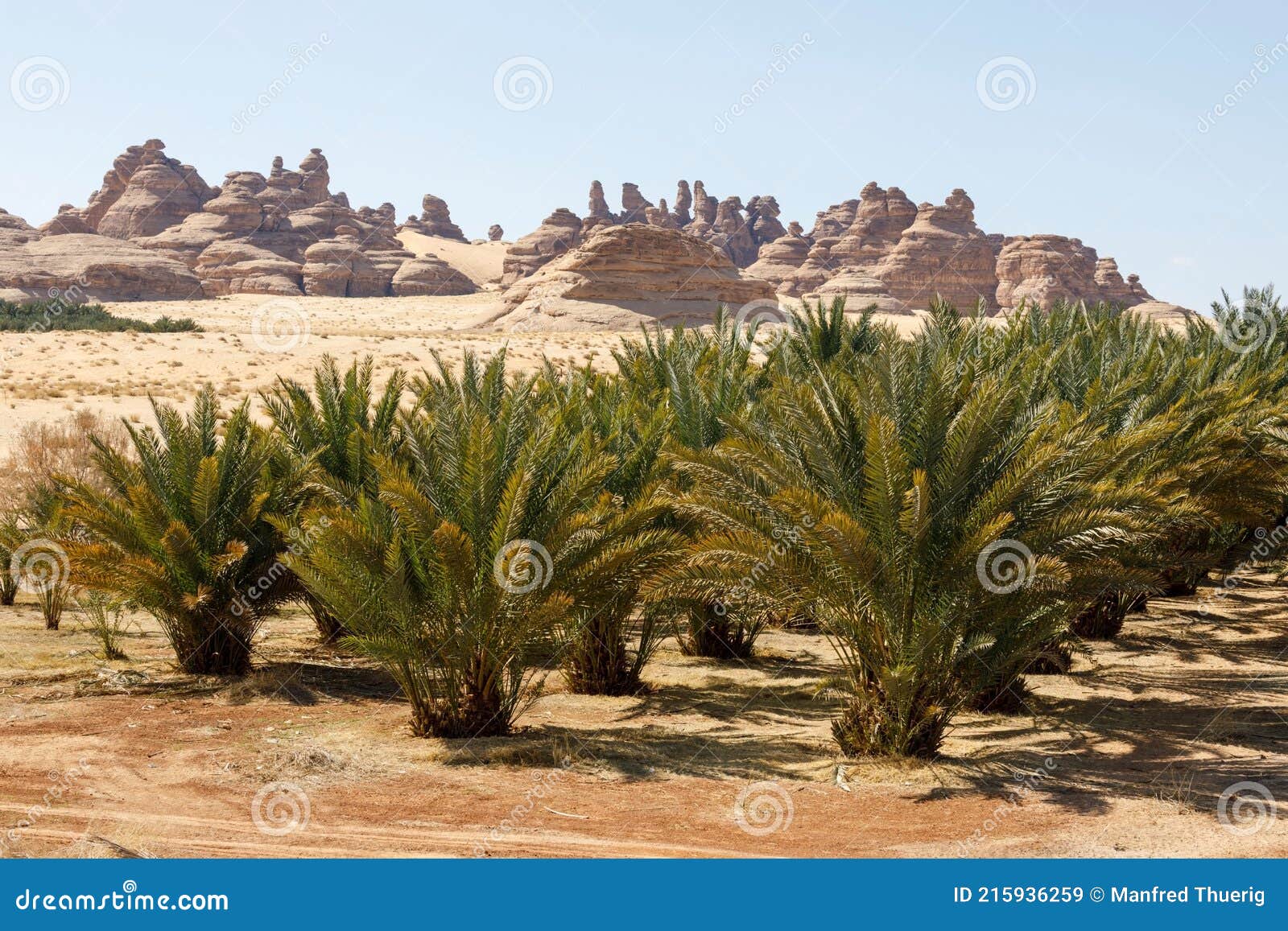 landscape near al ula, saudi arabia with date palms