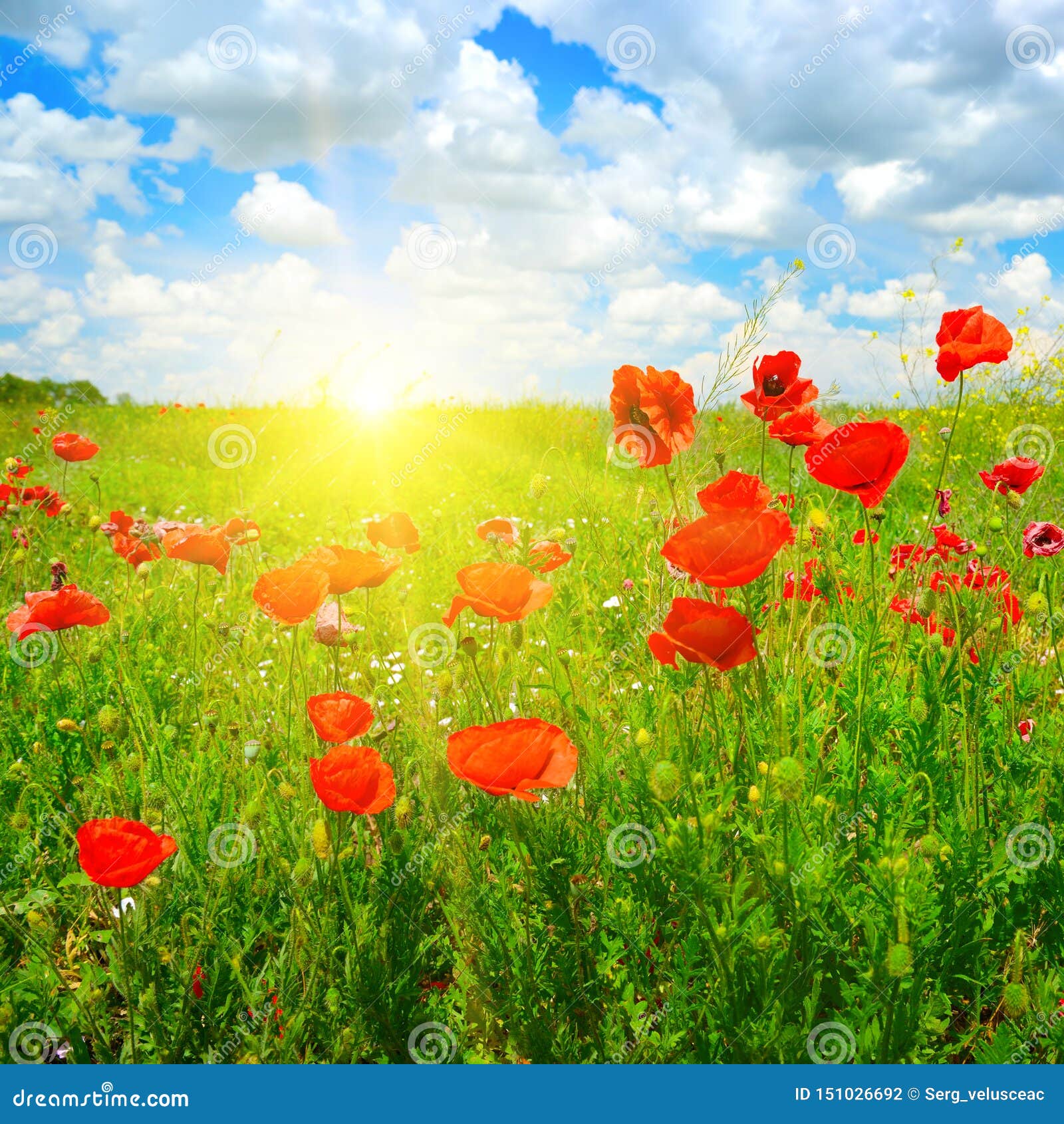 Landscape Nice Sunset Over Spring Poppy Field Stock Photo ...