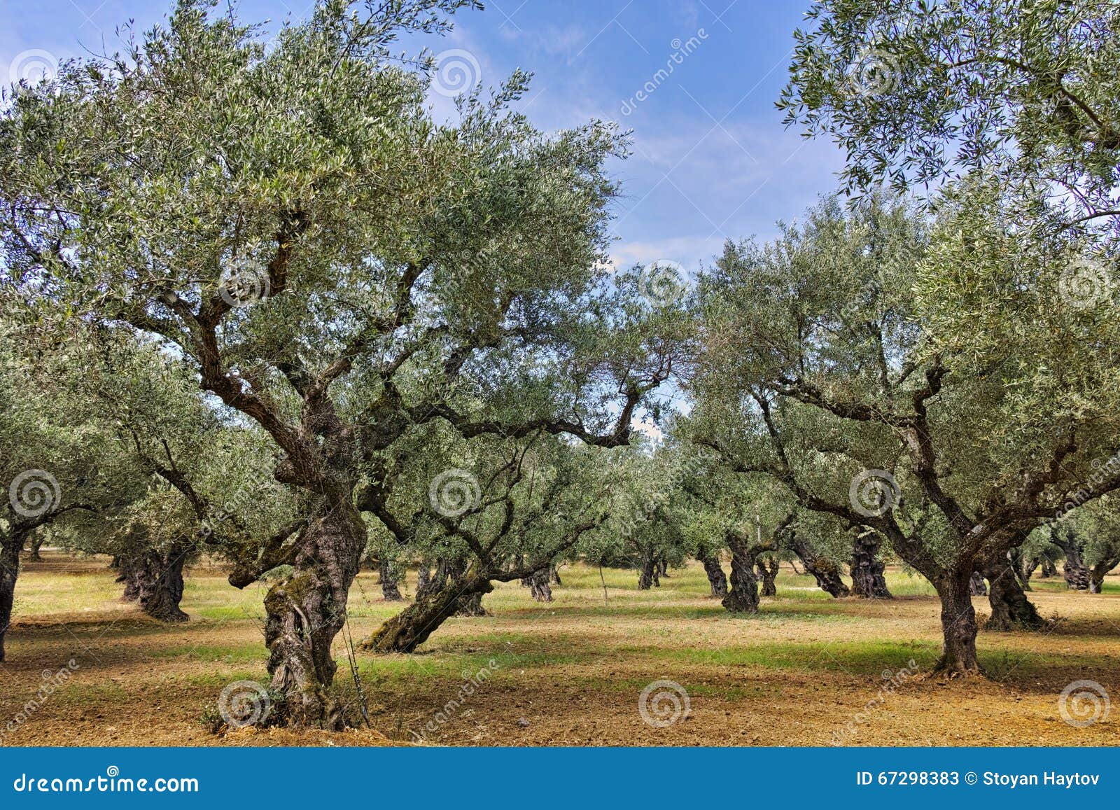 landscape-olive-forest-zakynthos-island-