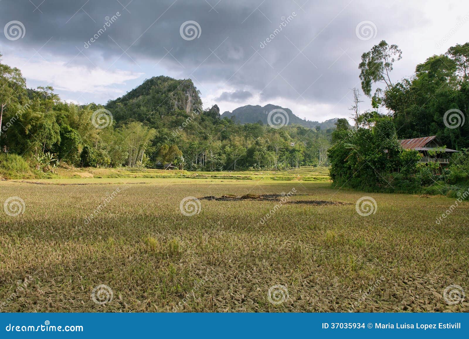 landscape of paddies and mountains in sulawesi