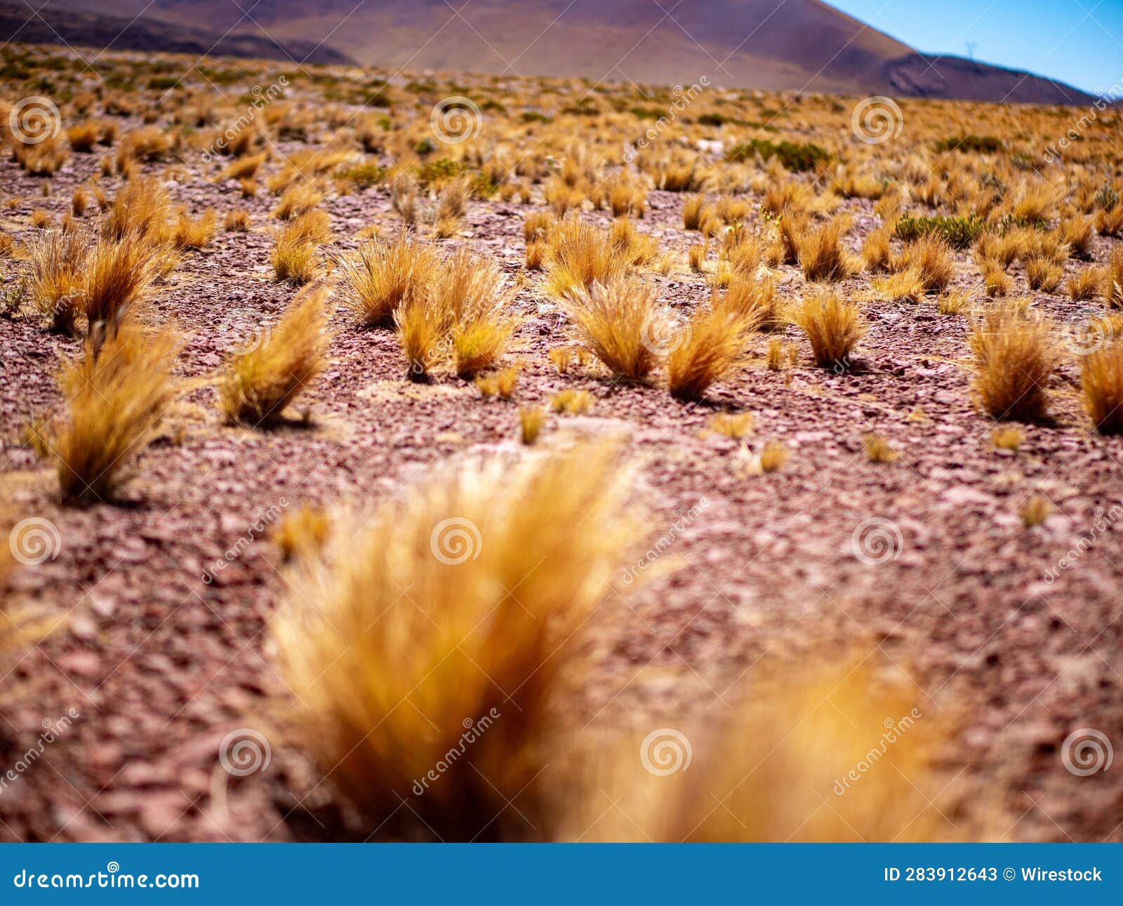 landscape of paja brava, san pedro de atacama with a field of grass growing on the ground